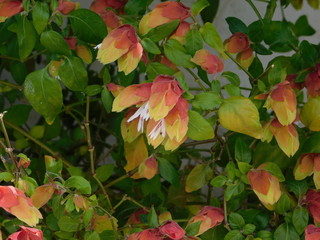Mexican shrimp plant, or Beloperone guttata, flowers in the spring