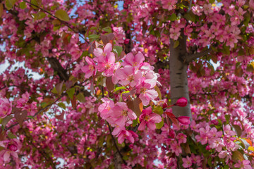 Close up view of beautiful deep pink crabapple tree flower blossoms in full bloom, with blue sky background