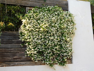 Southern or star jasmine, or Trachelospermum, or Rhynchospermum jasminoides, vine, in full bloom, in the spring
