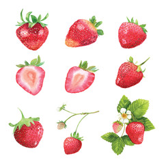 strawberry Watercolor set
