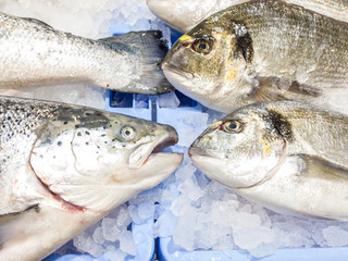 Close Up of raw salmon and gilt-head bream in supermarket display. fresh seafood