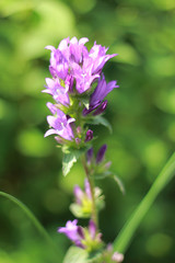 pink and purple flowers