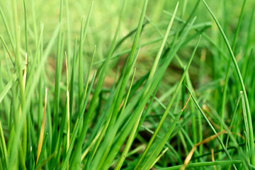 Fresh home grown herbs. 