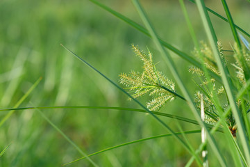 Feather-grass,plant swaying or move by the wind, with blur background 
