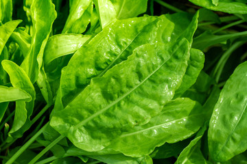 Fresh home grown herbs. 