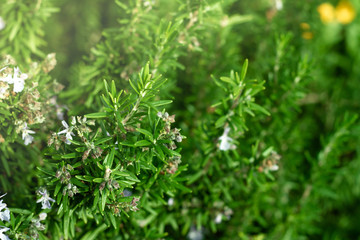 Fresh home grown herbs. 