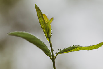 green leaf with water drops