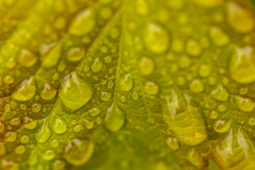 water drops on leaf