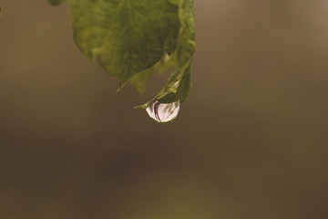 water drop on leaf