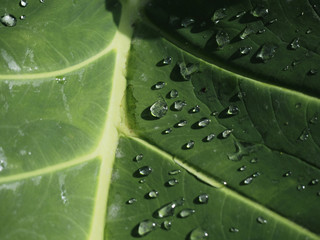 Many drops of water on green leaves, morning light, freshness,Selective focus.