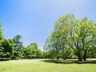 青空と新緑の公園