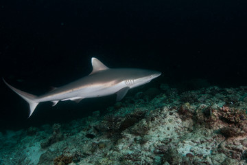 Ocean, nature, wildlife, underwater, underwater photography, travel, fish, scuba diving, holidays, sea, tropical, reef, shark, ray, Maldives, 