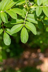 green leaves of a tree