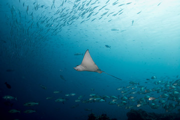 Ocean, nature, wildlife, underwater, underwater photography, travel, fish, scuba diving, holidays,...