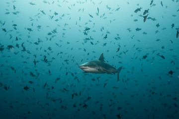 Ocean, nature, wildlife, underwater, underwater photography, travel, fish, scuba diving, holidays,...