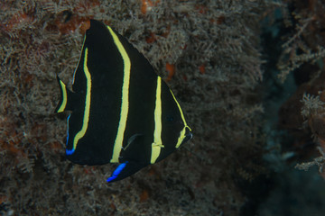 Fototapeta na wymiar Juvenile Grey Angel fish (Pomacanthus arcuatus) in Bahamas
