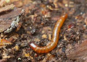 Click beetle larva living in pine wood