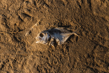 Drought, dead fish