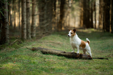 Naklejka na ściany i meble dog in the forest. Jack Russell Terrier on the moss. Tracking in nature. Pet resting