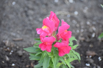 pink and yellow snapdragon flowers