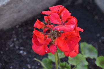 red geranium flowers