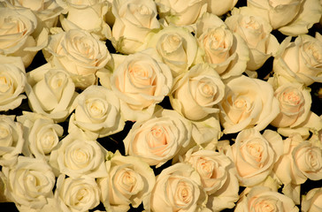 Obraz na płótnie Canvas Roses - yellow white