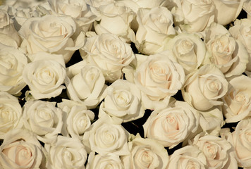 Fototapeta na wymiar White Roses 