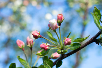 Obraz premium Red unbroken buds of an apple tree against the background of a blossoming tree and blue sky. Close-up. Macro.