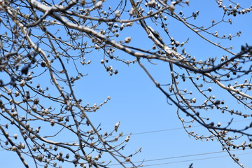 tree branches against blue sky