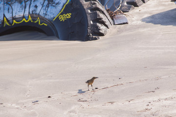 bird on the beach