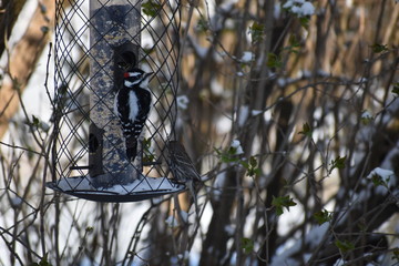 Woodpecker on bird-feeder 