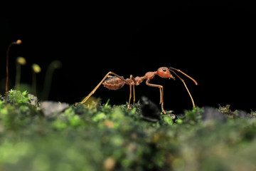 ant close up is running with his friend, the concept of ant macro 