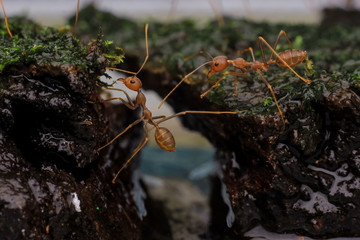 ant close up is running with his friend, the concept of ant macro 