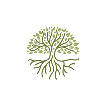 Circle Root tree logo design vector illustration