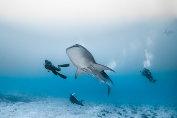 Ocean, nature, wildlife, underwater, underwater photography, travel, fish, scuba diving, holidays, sea, tropical, reef, shark, ray, Maldives, 