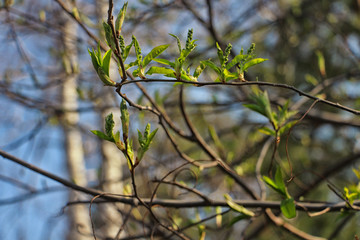 green leaves against blue sky