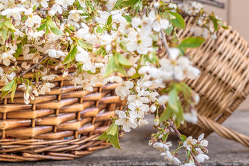 Fototapeta na wymiar wicker basket on rustic table with cherry flowers and green leaves. Atmospheric moment. Rural still life.