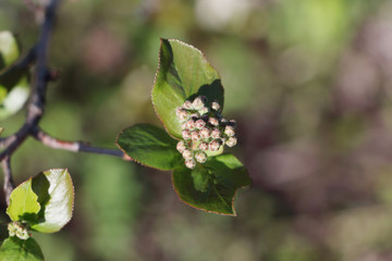 Aronia inflorescence in spring in  garden