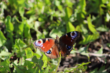 Butterfly Peacock eye collecting nectar on a dandelion flower