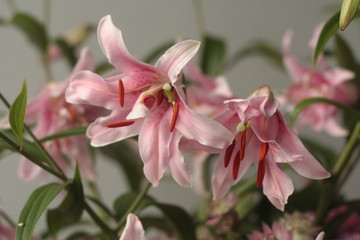 スイート・メモリーズ
