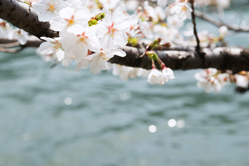 桜