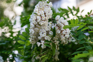 Blooming acacia. Fragrant flowers of white acacia on a tree on a warm spring sunny day. Selective focus, floral background.