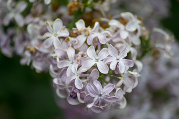 Close-up of pink lilac flower in bloom, blossoms in spring season, macro nature outdoors, seasonal, green background, Syringa vulgaris