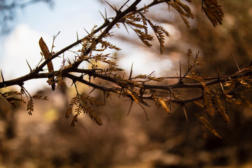 rama de &aacute;rbol seca con tonalidades caf&eacute;s 