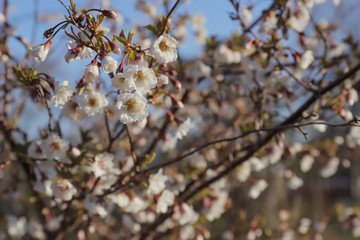 cherry blossom in spring