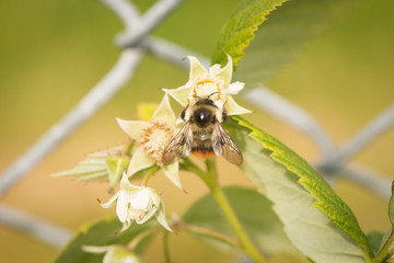 bee on a flower
