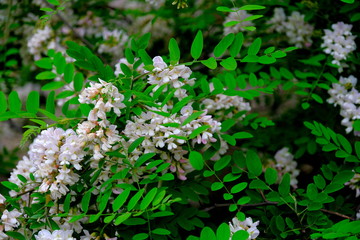 
A branch of blooming acacia in a city park