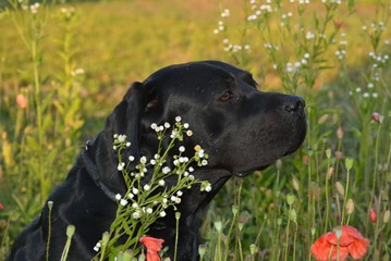dog, Labrador, photo, nature, portrait, walk, summer