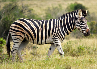 Obraz na płótnie Canvas Cape Mountain Zebra