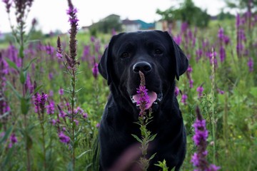 dog, Labrador, photo, nature, portrait, walk, summer